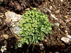 Herniaria alpina (Herniaria alpina)