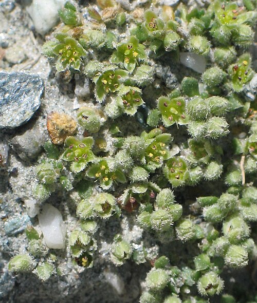 Herniaria alpina: Herniaria alpina between Furgg and Trockener Steg above Zermatt , Valais , Switzerland