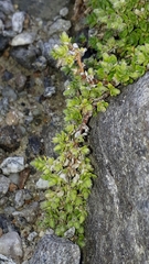 Herniaria alpina (Herniaria alpina)