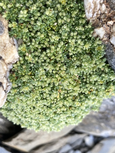 Herniaria alpina (Herniaria alpina)