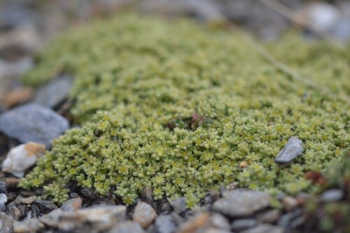 Herniaria alpina (Herniaria alpina)