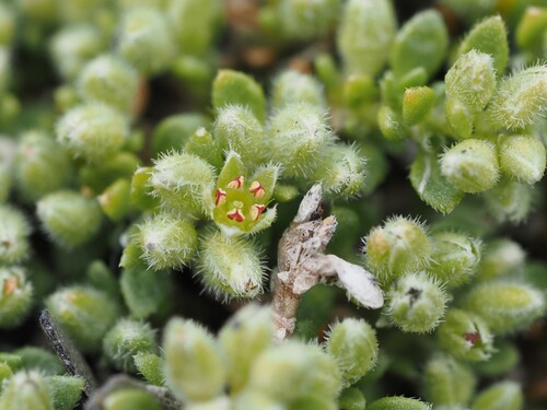 Herniaria alpina (Herniaria alpina)
