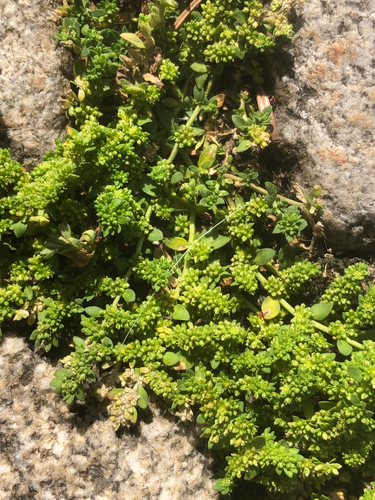 Smooth rupturewort (Herniaria glabra)