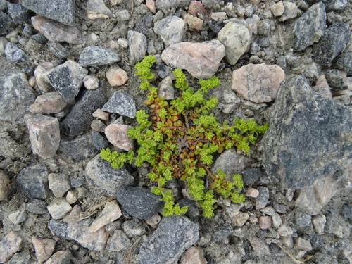 Smooth rupturewort (Herniaria glabra)