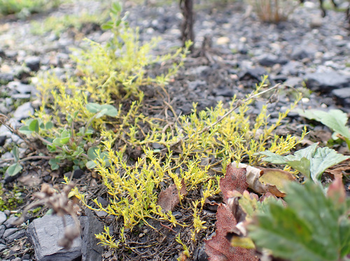 Smooth rupturewort (Herniaria glabra)