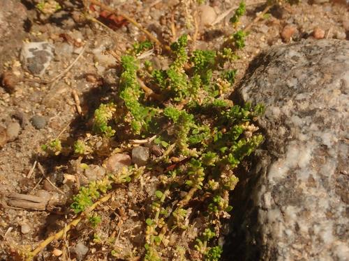 Smooth rupturewort (Herniaria glabra)
