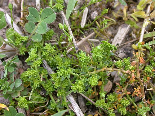 Smooth rupturewort: 'Herniaria glabra Bords de la Moselle à Tonnoy (Meurthe-et-Moselle), France