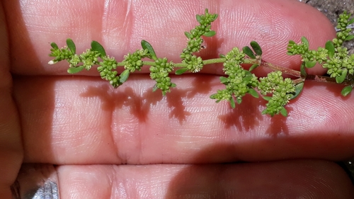 Smooth rupturewort (Herniaria glabra)