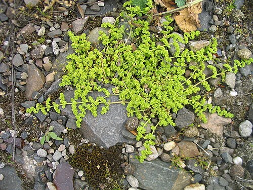 Smooth rupturewort: Hernaria glabra , Kahles Bruchkraut, fotografiert am 05.06.2005 in Bingen/Rhein, auf Ruderalfläche, Fotografiert von Dr. Hagen Graebner
