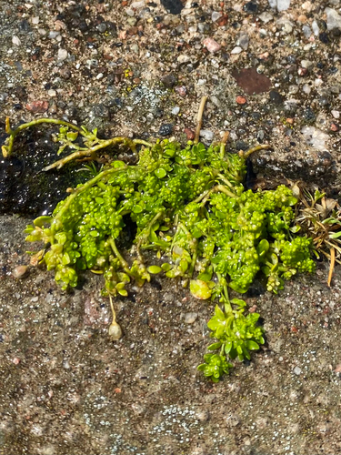 Smooth rupturewort (Herniaria glabra)