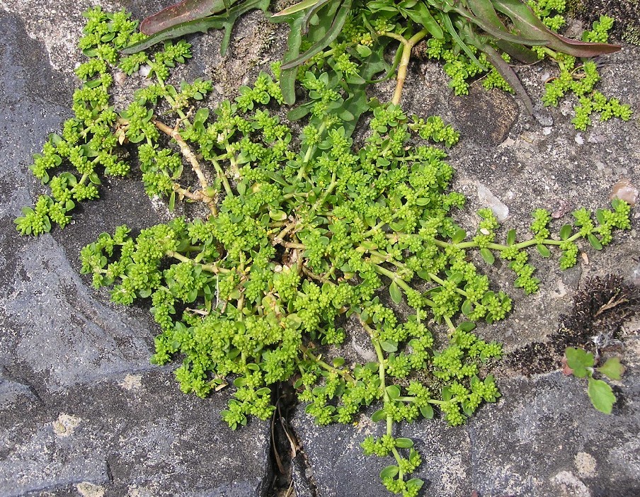Smooth rupturewort: Herniaria glabra am Rheinufer bei Bonn.
