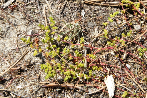 Smooth rupturewort (Herniaria glabra)