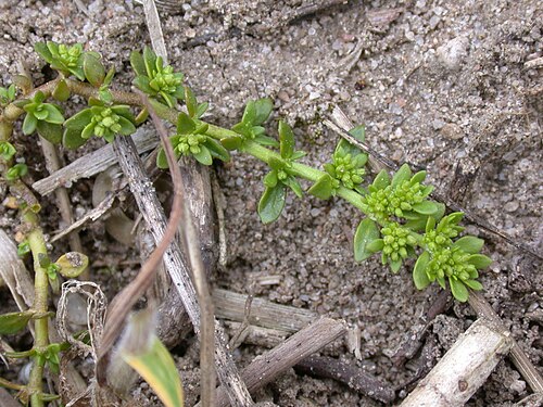 Smooth rupturewort: 'Herniaria glabra Bords de la Moselle à Tonnoy (Meurthe-et-Moselle), France