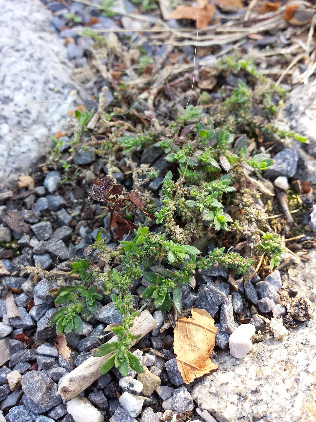 Hairy rupturewort: Habitus Taxon: Herniaria hirsuta (sensu Fischer et al. EfÖLS 2008, det M. A. Fischer 2013-10-05) Location: Kaiser-Ebersdorfer-Straße, Vienna Simmering - ca. 160
