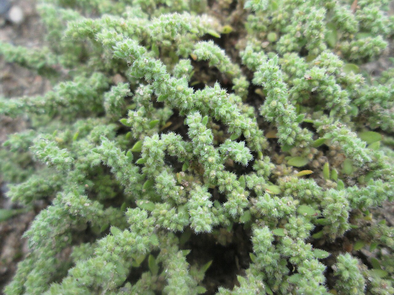 Hairy rupturewort: Behaartes Bruchkraut ( Herniaria hirsuta ) auf einem Sandplatz in Hockenheim