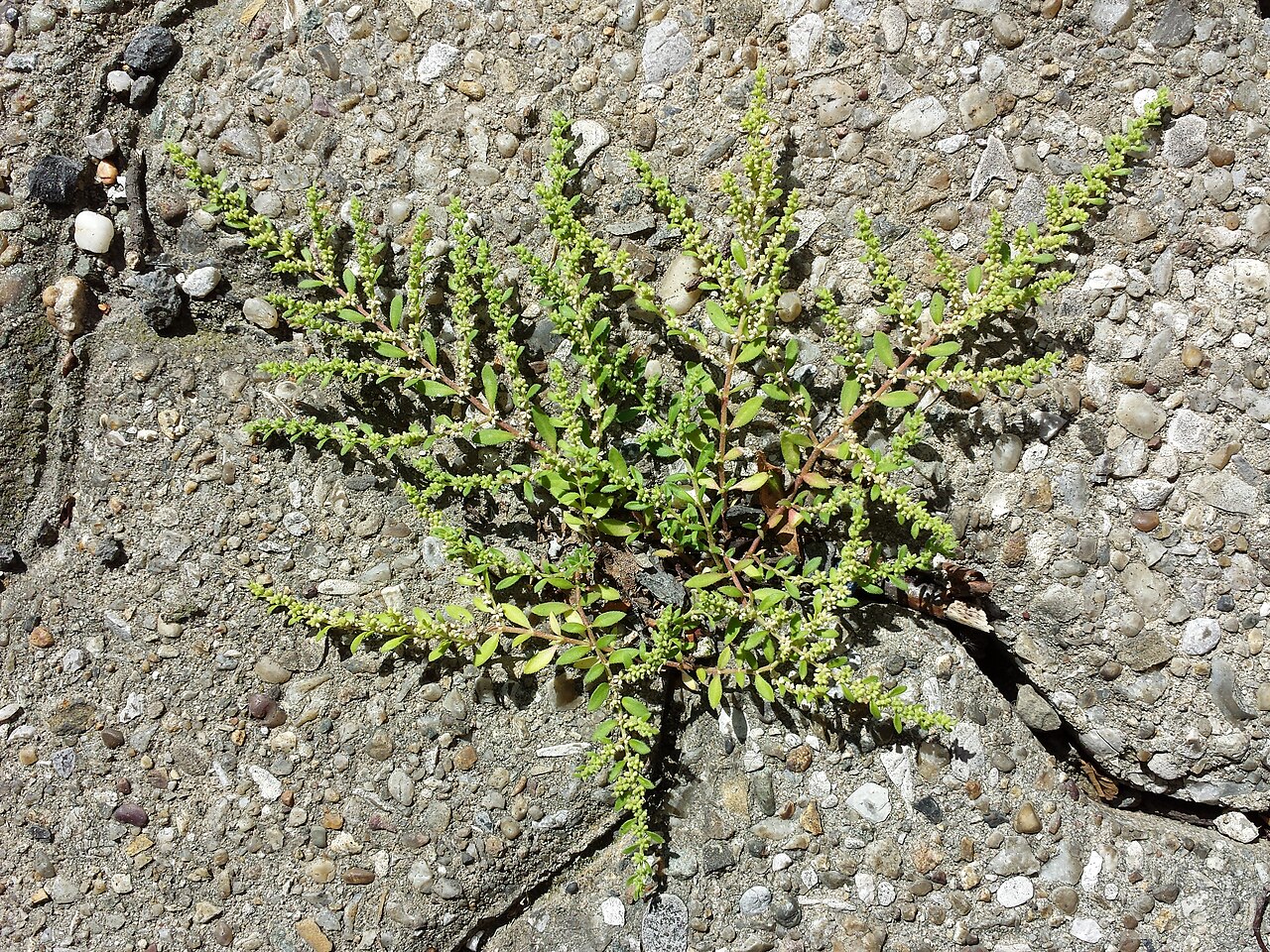 Hairy rupturewort: Habitus Taxonym: Herniaria hirsuta ss Fischer et al. EfÖLS 2008 ISBN 978-3-85474-187-9 Location: Fahrbachgasse, Vienna-Floridsdorf - ca. 160 m a.s.l. Habitat: g
