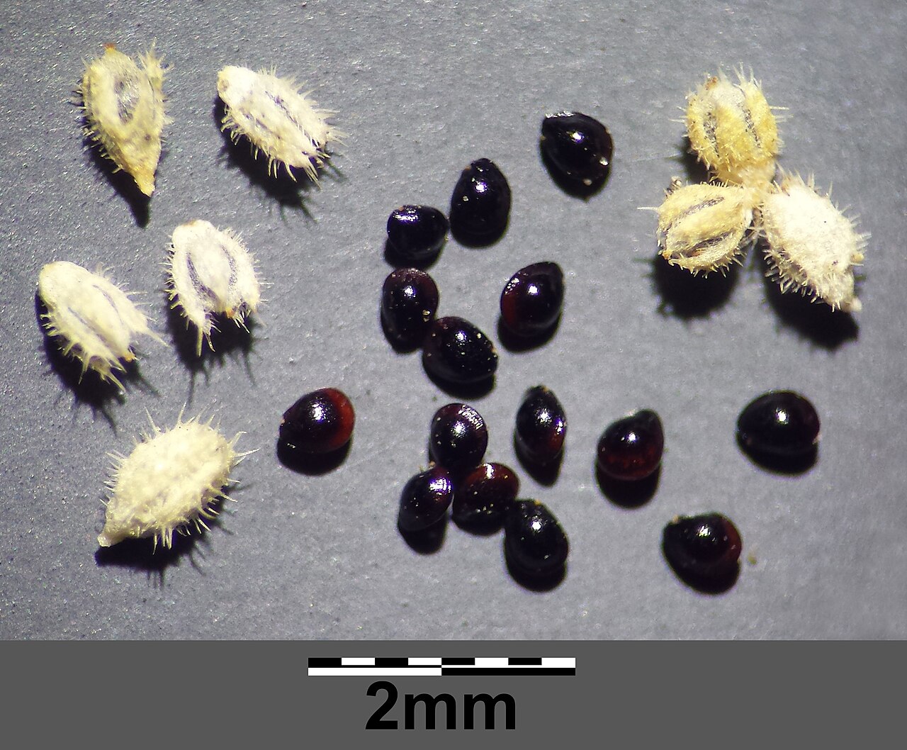 Hairy rupturewort: Fruits and seeds (leg. 2015-09-18) Taxonym: Herniaria hirsuta ss Fischer et al. EfÖLS 2008 ISBN 978-3-85474-187-9 Location: Fahrbachgasse, Vienna-Floridsdorf -