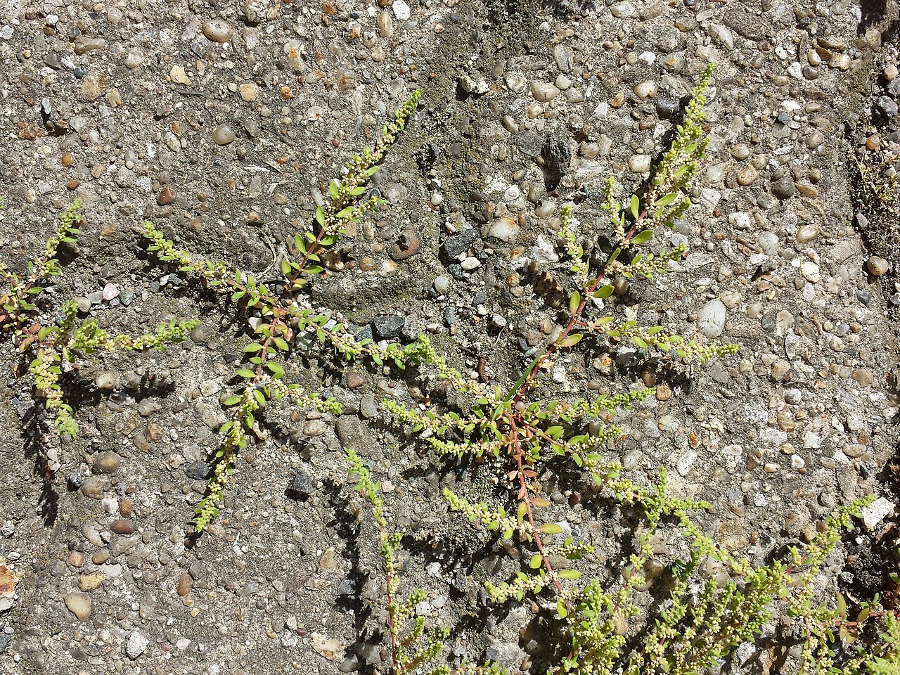 Hairy rupturewort: Habitus Taxonym: Herniaria hirsuta ss Fischer et al. EfÖLS 2008 ISBN 978-3-85474-187-9 Location: Fahrbachgasse, Vienna-Floridsdorf - ca. 160 m a.s.l. Habitat: g
