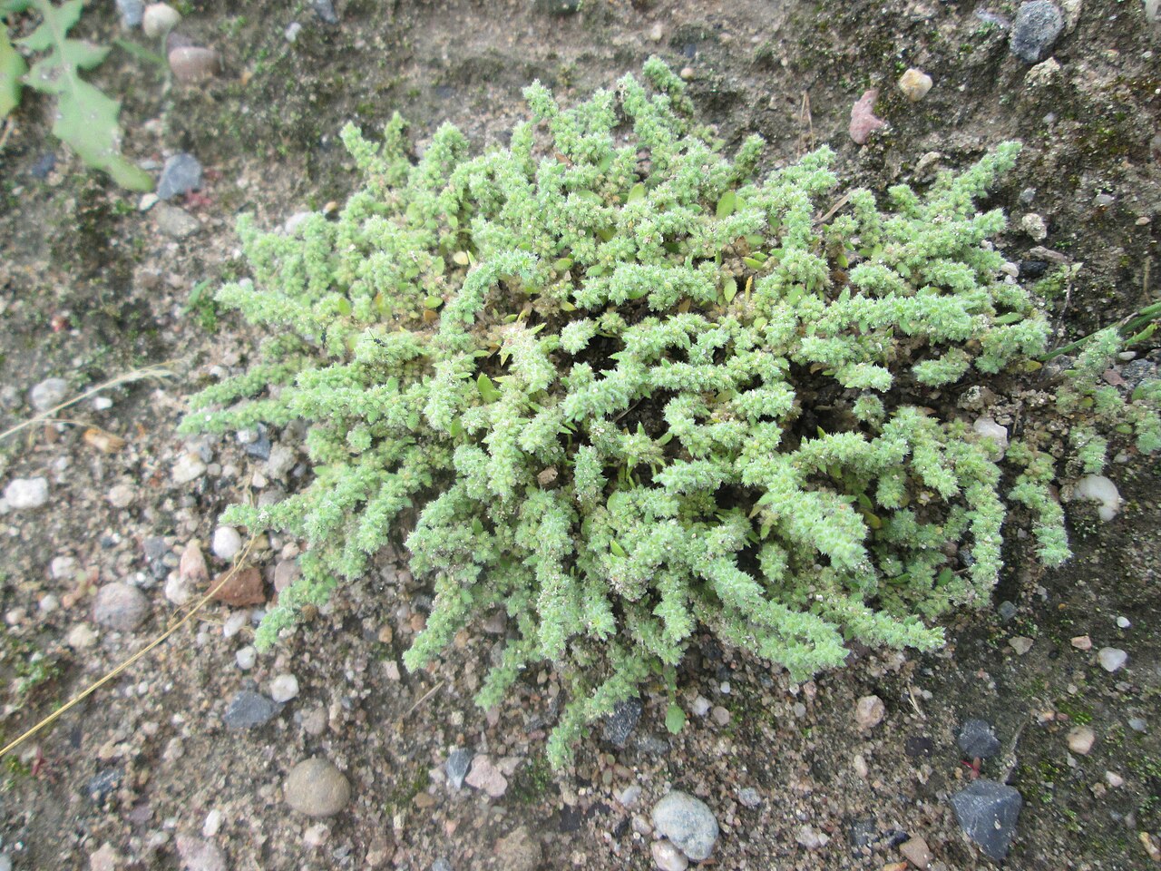 Hairy rupturewort: Behaartes Bruchkraut ( Herniaria hirsuta ) auf einem Sandplatz in Hockenheim