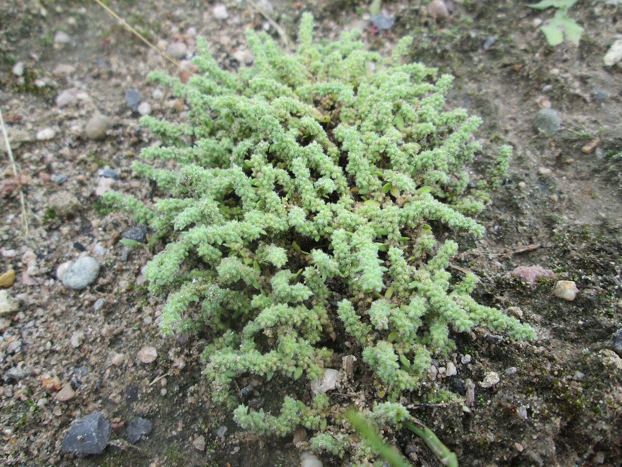Hairy rupturewort: Behaartes Bruchkraut ( Herniaria hirsuta ) auf einem Sandplatz in Hockenheim