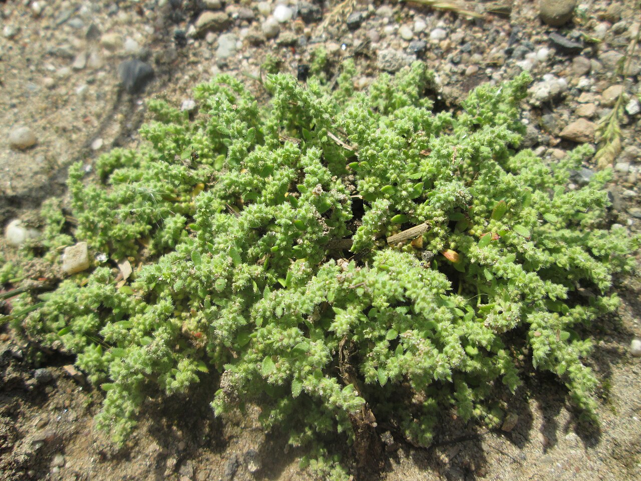 Hairy rupturewort: Behaartes Bruchkraut ( Herniaria hirsuta ) auf einem Sandplatz in Hockenheim