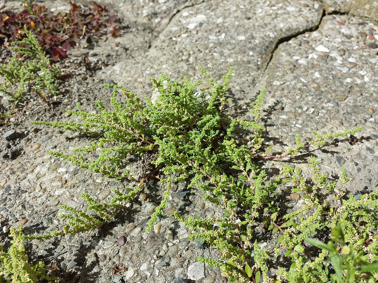 Hairy rupturewort: Habitus Taxonym: Herniaria hirsuta ss Fischer et al. EfÖLS 2008 ISBN 978-3-85474-187-9 Location: Fahrbachgasse, Vienna-Floridsdorf - ca. 160 m a.s.l. Habitat: g