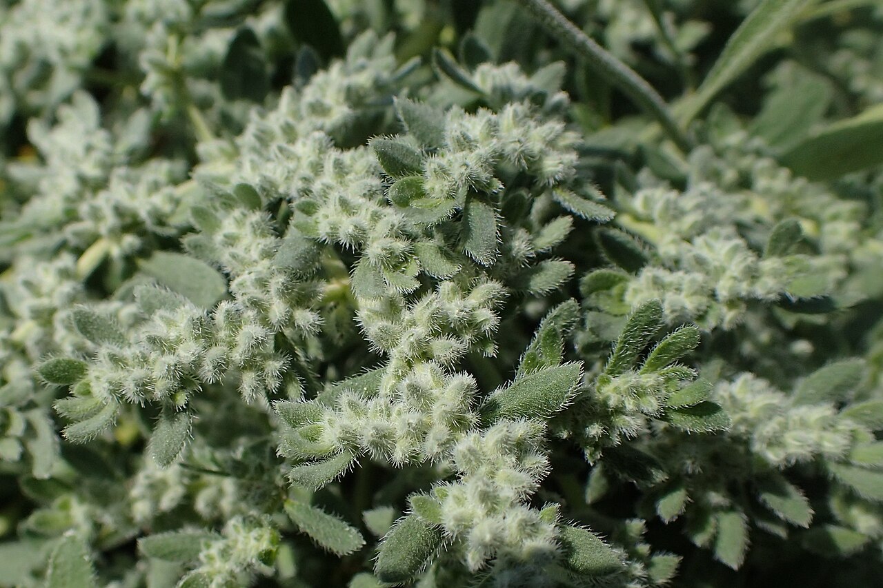 Hairy rupturewort: Herniaria hirsuta in the Botanischer Garten, Berlin-Dahlem