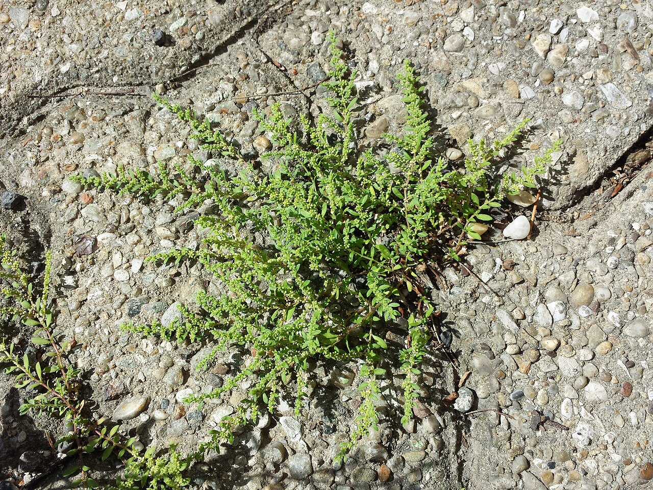 Hairy rupturewort: Habitus Taxonym: Herniaria hirsuta ss Fischer et al. EfÖLS 2008 ISBN 978-3-85474-187-9 Location: Fahrbachgasse, Vienna-Floridsdorf - ca. 160 m a.s.l. Habitat: g