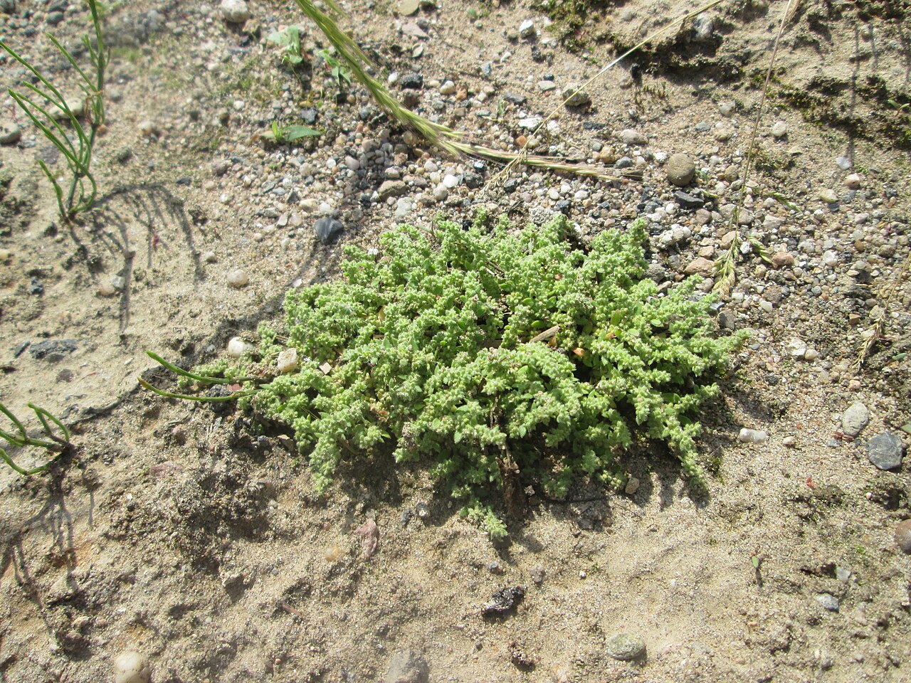 Hairy rupturewort: Behaartes Bruchkraut ( Herniaria hirsuta ) auf einem Sandplatz in Hockenheim