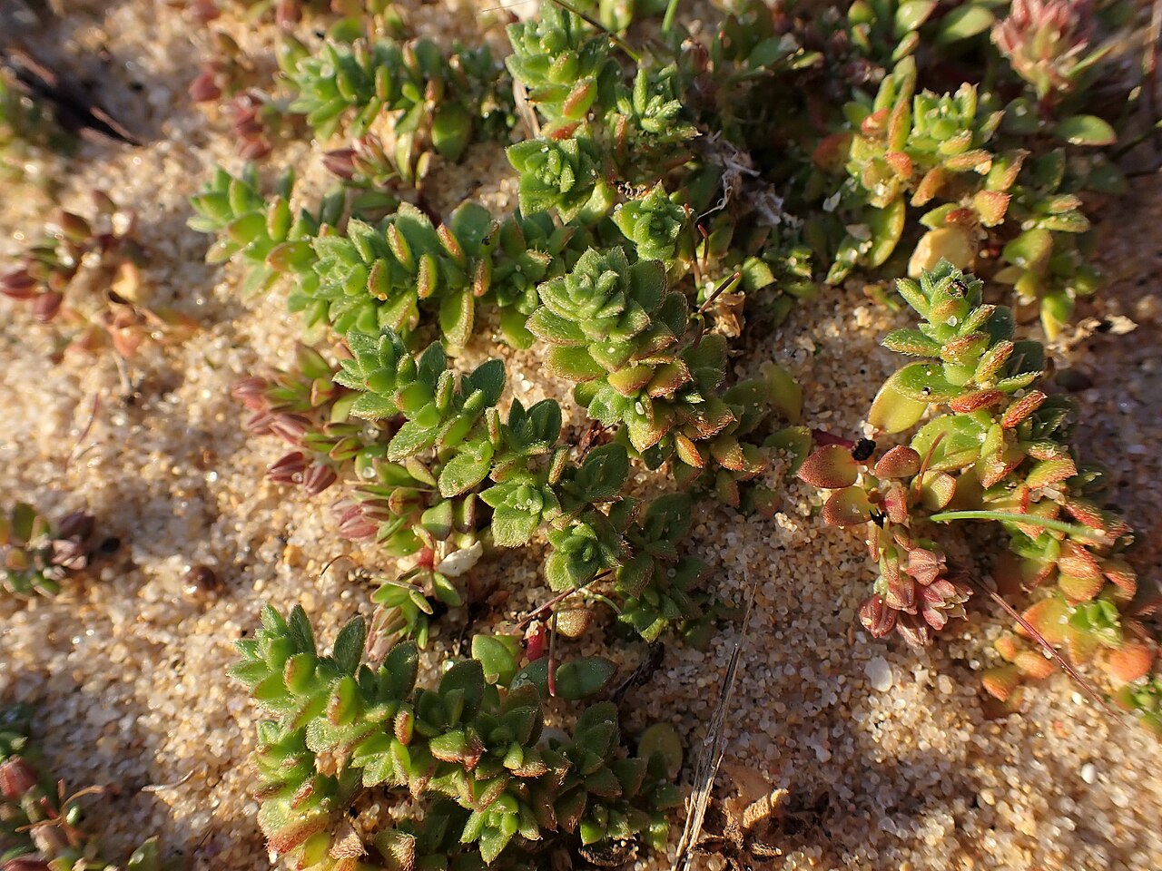 Herniaria maritima: Herniaria maritima in Praia da Lagoa de Albufeira-Mar near Setubal, W Portugal
