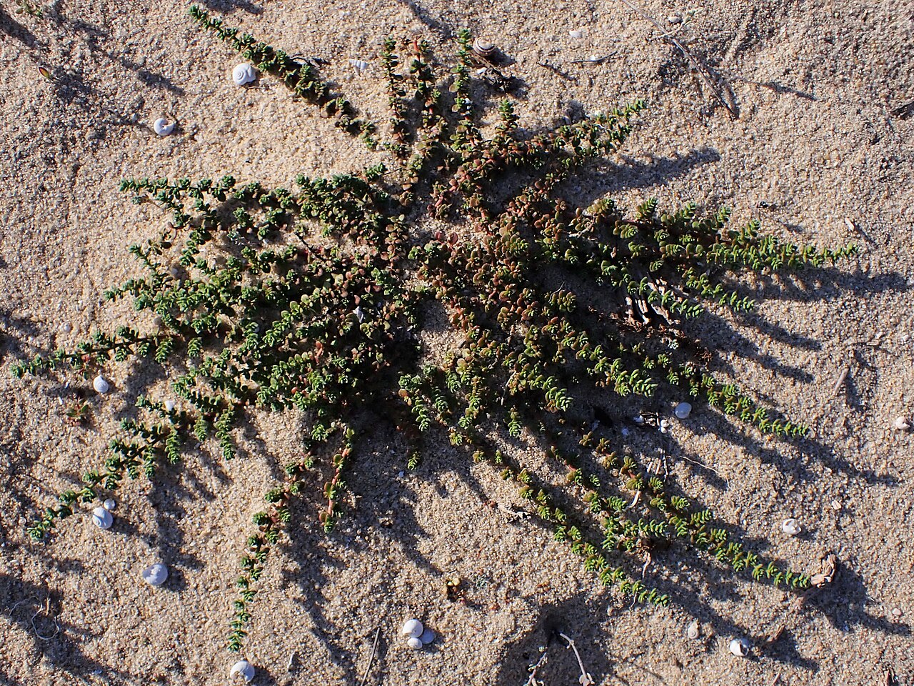 Herniaria maritima: Herniaria maritima in Praia do Meco near Setubal, W Portugal