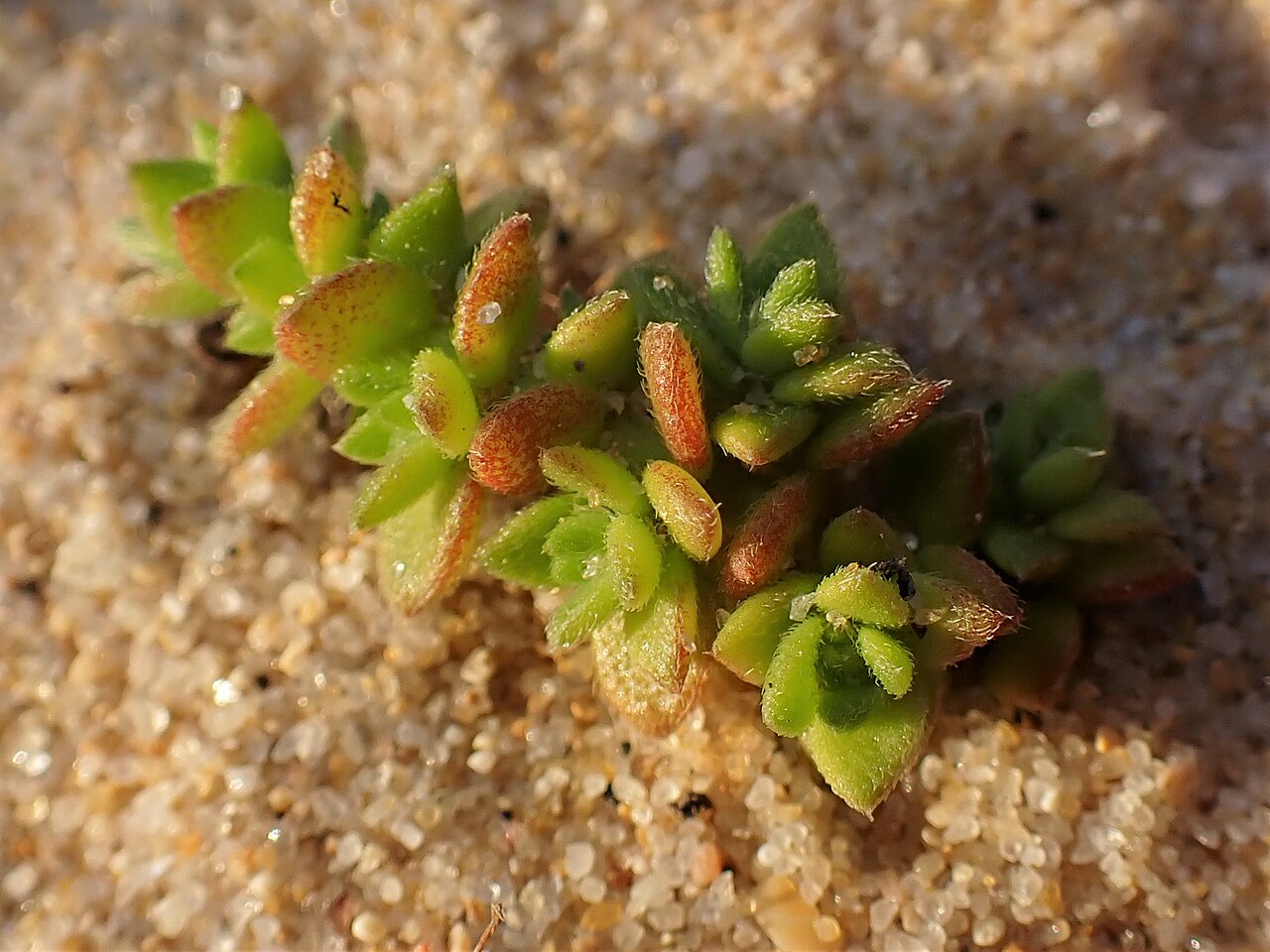 Herniaria maritima: Herniaria maritima in Praia da Lagoa de Albufeira-Mar near Setubal, W Portugal