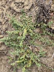 Herniaria maritima (Herniaria maritima)