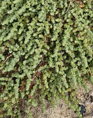 Herniaria maritima (Herniaria maritima)