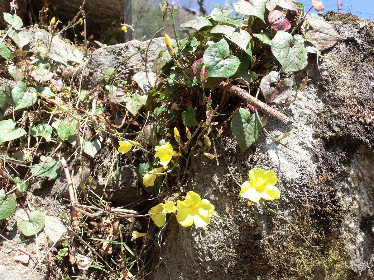 Herpetospermum pedunculosum: Herpetospermum sp., probably Herpetospermum pedunculosum . Nepal, Annapurna Conservation Area (NW Pokhara), between Tirkedhunga and Ghorepani.