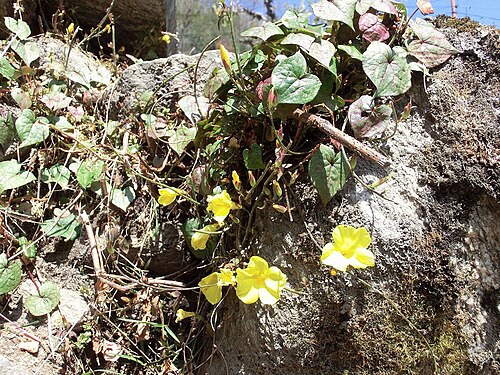 Herpetospermum pedunculosum: Herpetospermum sp., probably Herpetospermum pedunculosum . Nepal, Annapurna Conservation Area (NW Pokhara), between Tirkedhunga and Ghorepani.