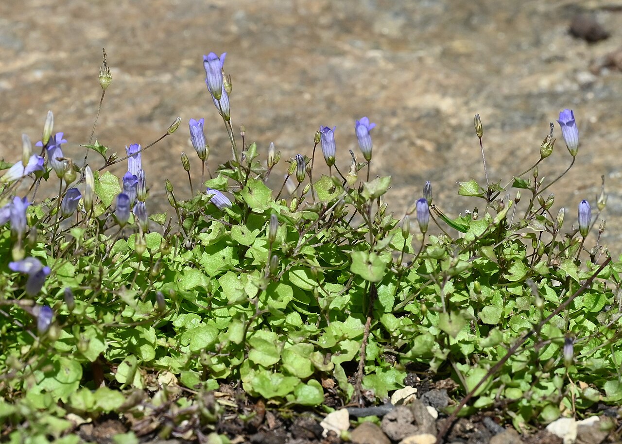 Ivy-leaved bellflower: Hesperocodon hederaceus in the Botanischer Garten, Berlin-Dahlem