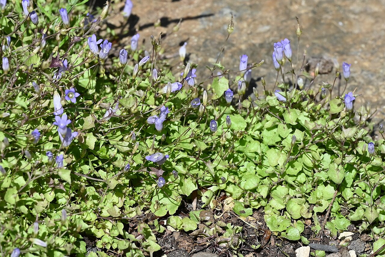 Ivy-leaved bellflower: Hesperocodon hederaceus in the Botanischer Garten, Berlin-Dahlem