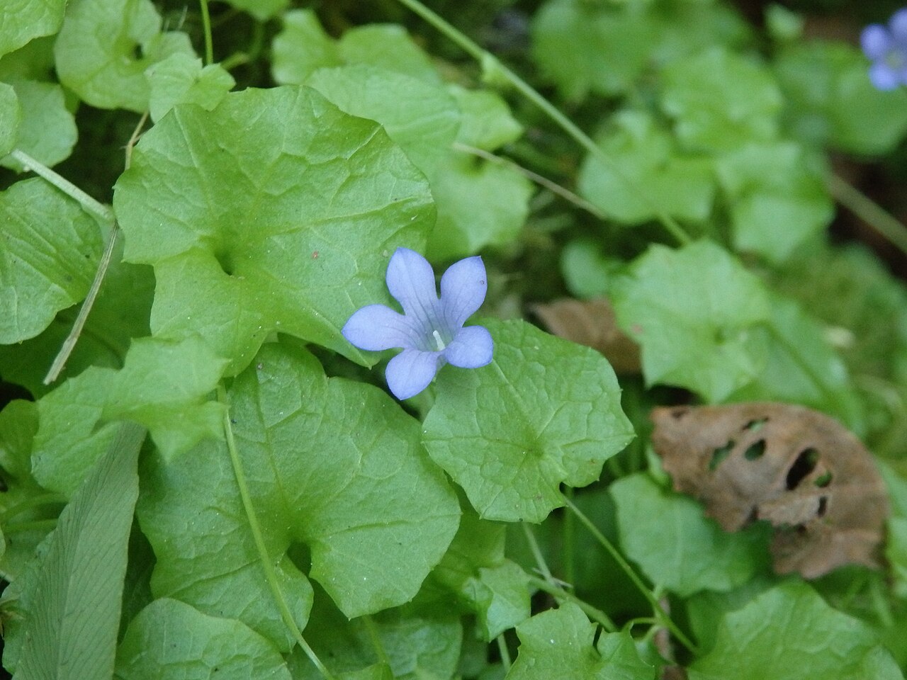 Ivy-leaved bellflower: Ivy-leaved Bellflower