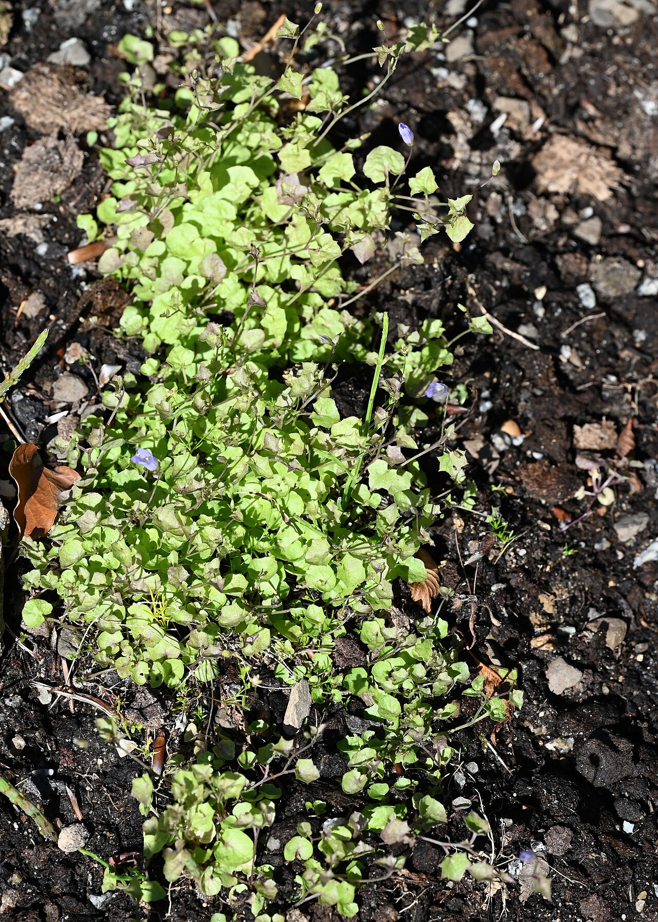 Ivy-leaved bellflower: Hesperocodon hederaceus in the Botanischer Garten, Berlin-Dahlem