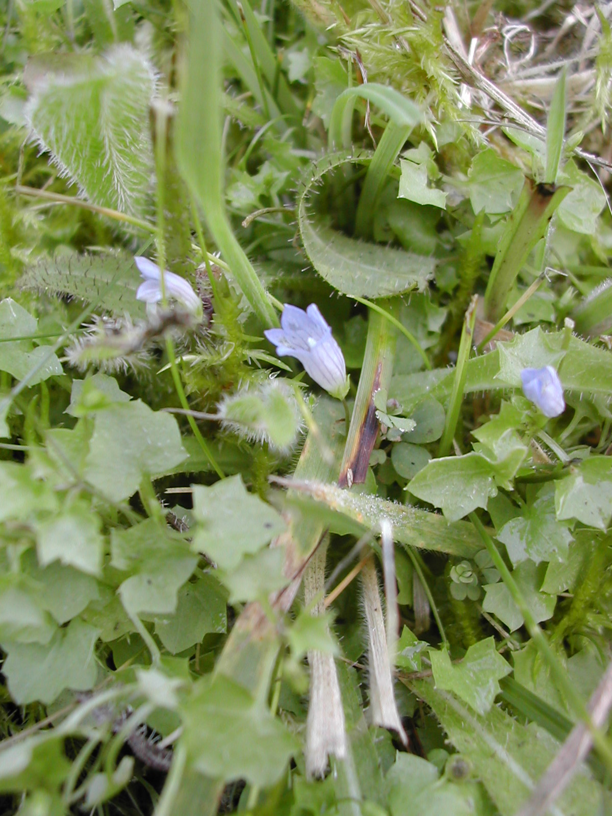 Ivy-leaved bellflower: Wahlenbergia hederacea