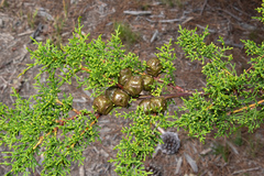 Gowen cypress (Hesperocyparis goveniana)
