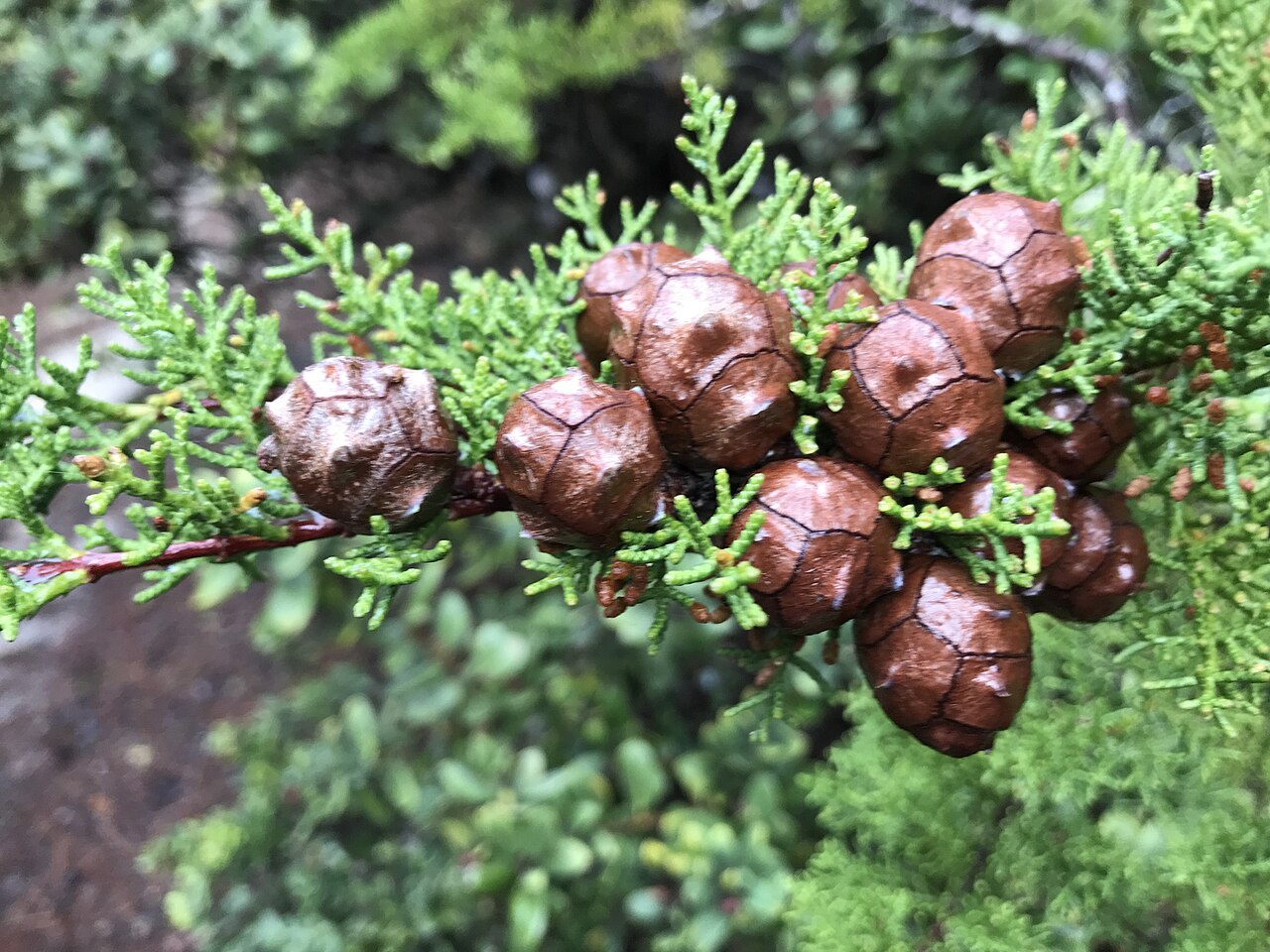 Gowen cypress: Cupressus goveniana , Carmel, Monterey County, California