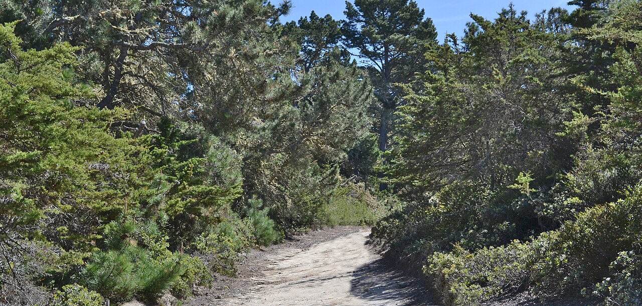 Gowen cypress: Gowen Cypress Cupressus goveniana (smaller trees) and Monterey Pine Pinus radiata (larger trees), at the SFB Morse Botanical Reserve, Huckleberry Hill, Monterey