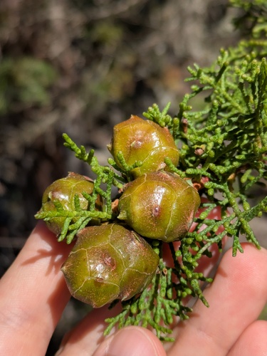Gowen cypress (Hesperocyparis goveniana)