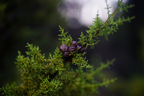 Gowen cypress (Hesperocyparis goveniana)
