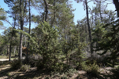 Gowen cypress (Hesperocyparis goveniana)