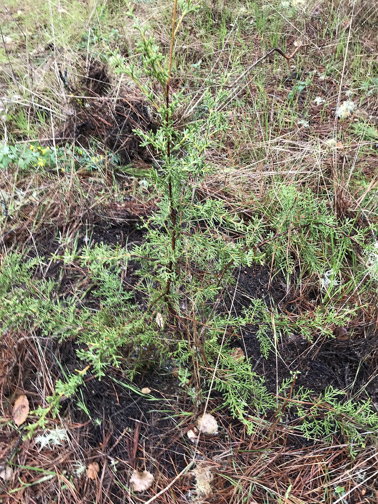 Gowen cypress: Cupressus goveniana , Carmel, Monterey County, California