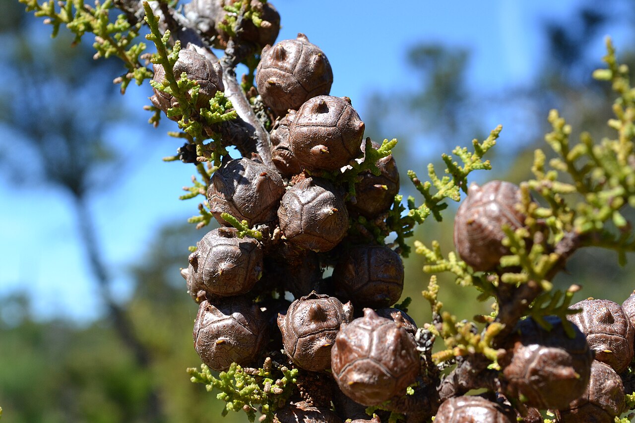 Gowen cypress: Gowen Cypress Cupressus goveniana , SFB Morse Botanical Reserve, Huckleberry Hill, Monterey County, California