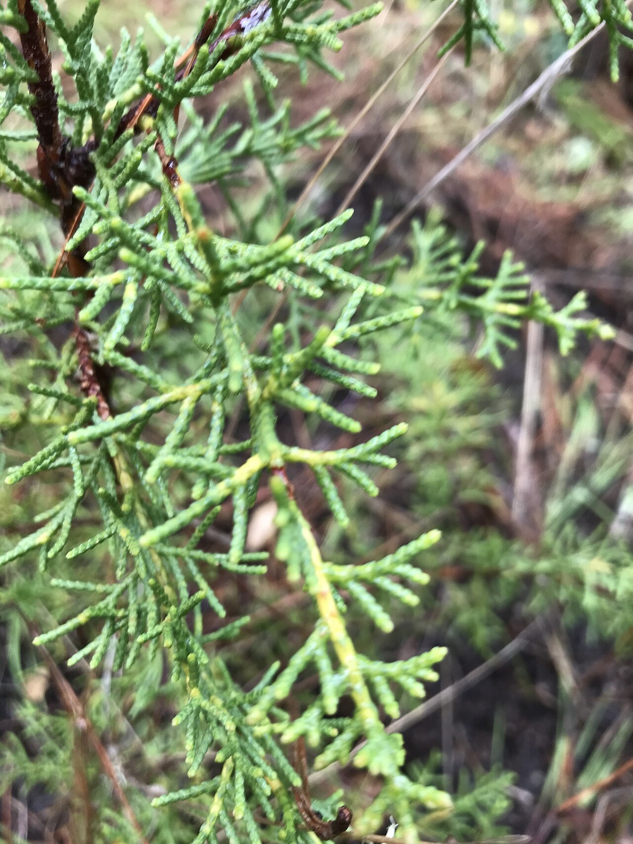 Gowen cypress: Cupressus goveniana , Carmel, Monterey County, California